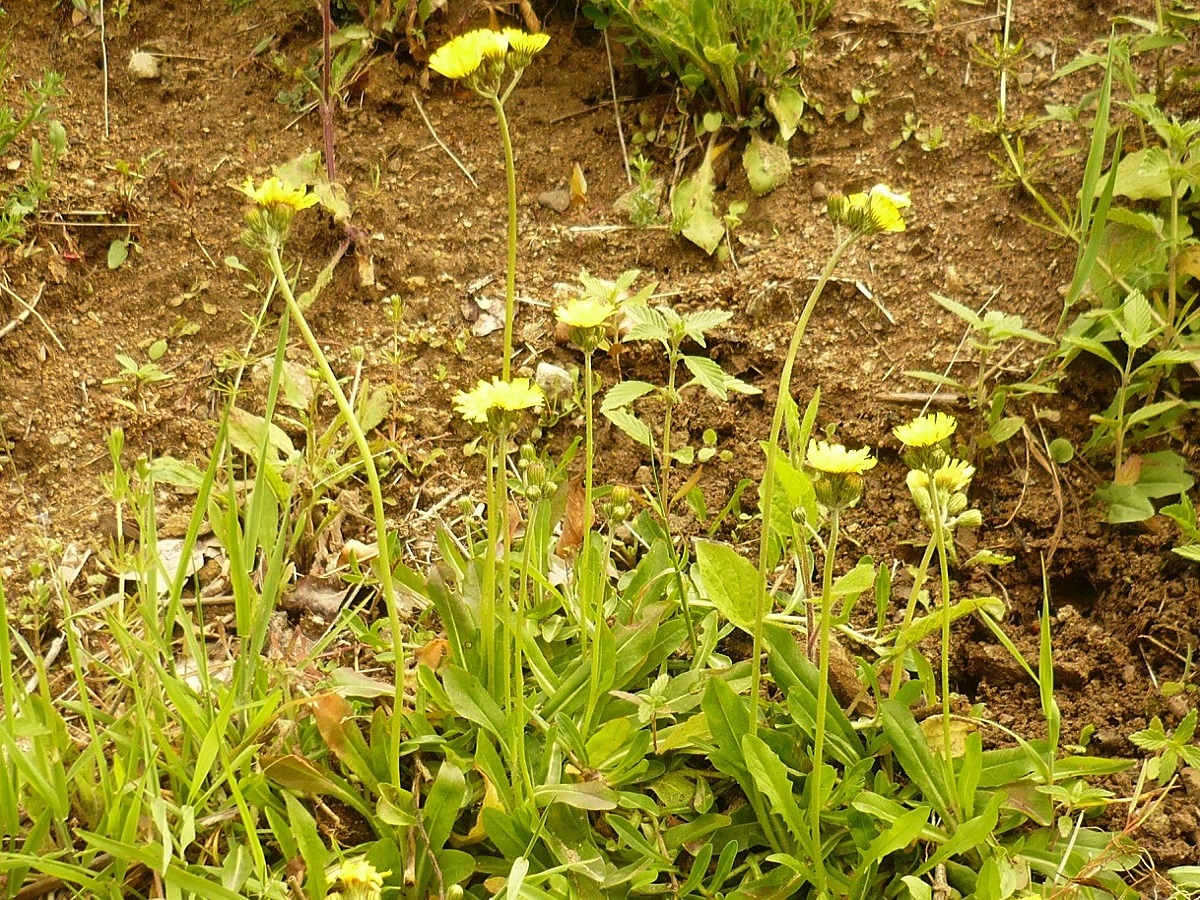 Pilosella lactucella x P. officinarum (Asteraceae)